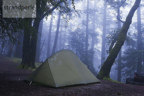 Ein Zelt in einem nebligen Wald; Kalifornien  Vereinigte Staaten von Amerika