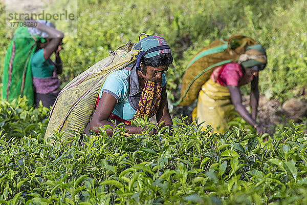 Teepflückerinnen auf dem Dambatenne Tea Estate  Hill Country  Sri Lanka; Diyatalawa  Badulla District  Sri Lanka