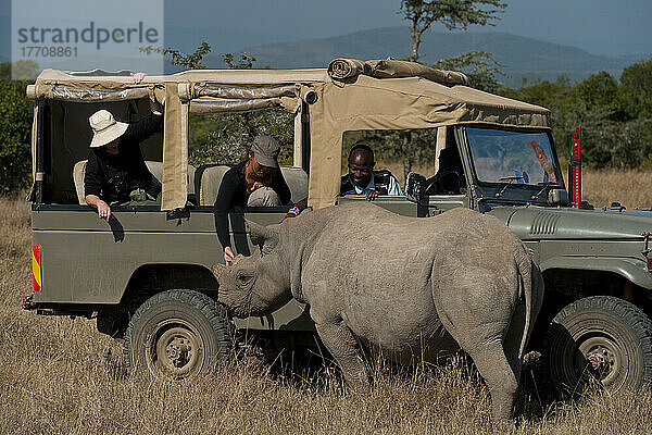 Touristen im Geländewagen beim Betrachten des Südlichen Breitmaulnashorns im speziellen Nashorn-Schutzgebiet  Ol Pejeta Conservancy; Kenia