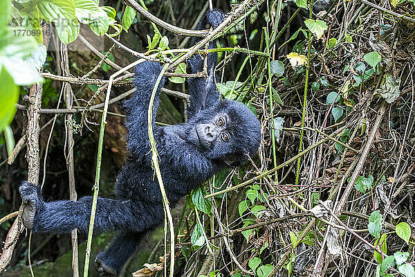 Porträt eines jungen Östlichen Gorillas (Gorilla beringei)  der in die Kamera schaut und an Lianen im Dschungel hängt; Ruanda  Afrika