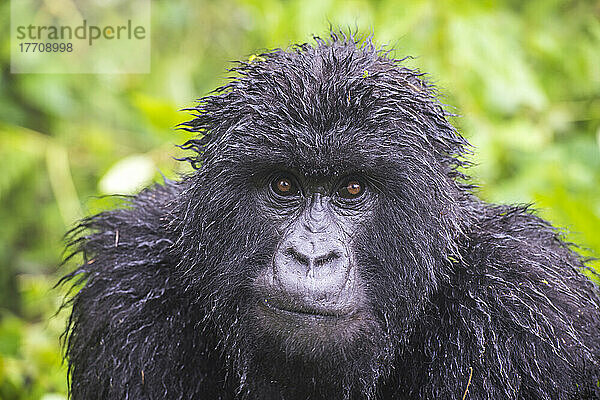 Porträt eines Berggorillas  Gorilla beringei beringei.