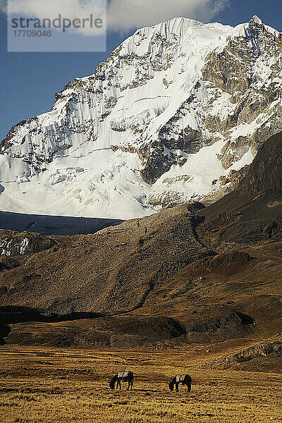 Esel beim Grasen mit dem Gipfel des Huayna Potosi im Hintergrund; Cordillera Real  Bolivien