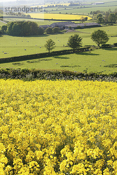 Felder mit gelbem Raps und weidenden Schafen; Kingston Deverill  West Wiltshire  England