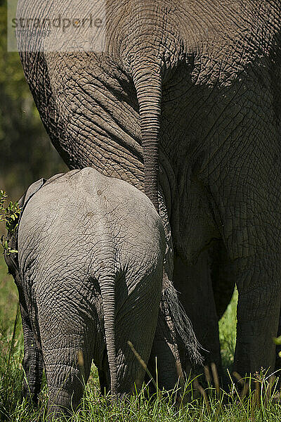 Elefantenmutter und -baby am Boden  Ol Pejeta Conservancy; Kenia