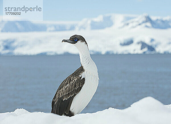 Blauaugenscharbe (Phalacrocorax atriceps) auf dem Schnee stehend in Mikkelsen Harbour  Palmer Archipelago; Trinity Island  Antarktis