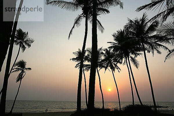 Palmen bei Sonnenuntergang  Anjuna Beach  Bundesstaat Goa  Indien  Asien.