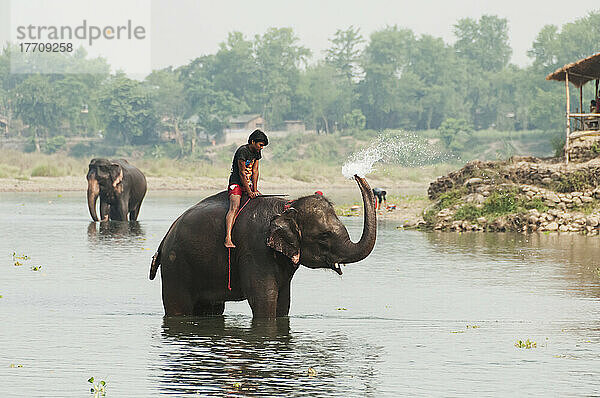 Ein junger Mann wäscht seinen Elefanten im East Rapti River; Sauraha  Provinz Chitwan  Nepal