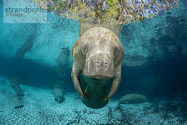 Gefährdete Florida-Seekuh (Trichechus manatus latirostris) an der Three Sisters Spring. Die Florida-Seekuh ist eine Unterart der Westindischen Seekuh; Crystal River  Florida  Vereinigte Staaten von Amerika