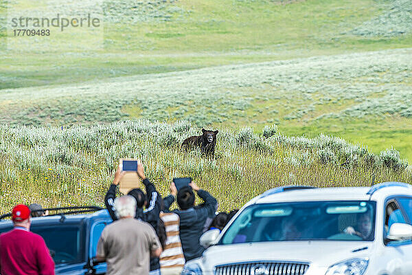 Touristen fotografieren einen Braunbären (Ursus arctos) am Straßenrand; Yellowstone National Park  Wyoming  Vereinigte Staaten von Amerika