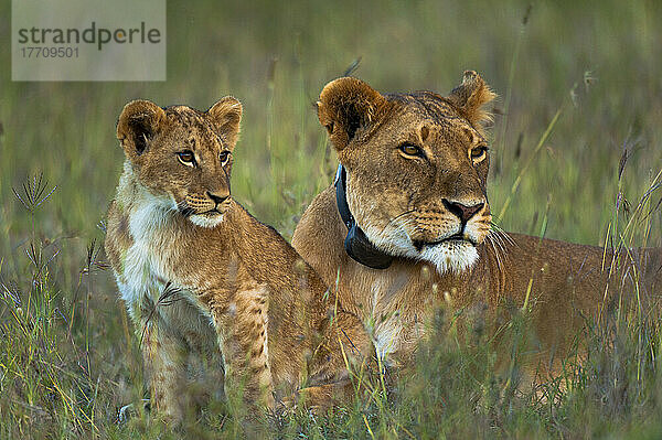 Löwin mit Gps-Funkhalsband und Jungtier in der Abenddämmerung  Ol Pejeta Conservancy; Kenia