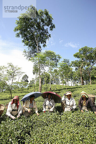 Teepflückerinnen; Darjeeling  Westbengalen  Indien