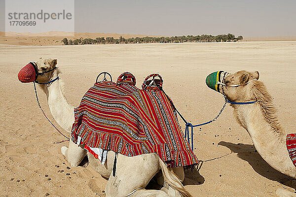 Kamele im leeren Viertel in der Liwa-Oase; Liwa-Oase  Abu Dhabi  Vereinigte Arabische Emirate