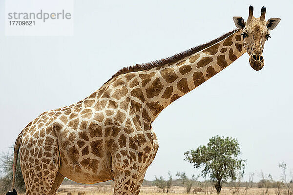 Eine Unterart der Giraffe  die im 19. Jahrhundert in den Sahel-Regionen Westafrikas gefunden wurde; Südwest-Niger  letzte Herde der gefährdeten (Iucn 3.1) Westafrikanischen Giraffe (Giraffa Camelopardalis Peralta)