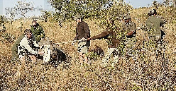 Nashornkerbe im privaten Wildreservat Phinda; Südafrika