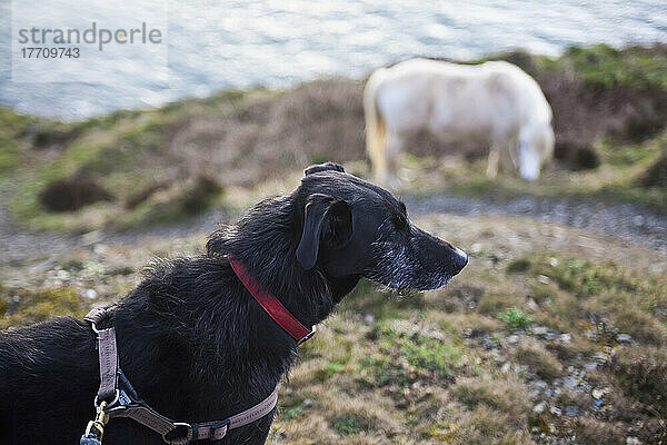 Pferd und langhaariger Lurcher-Hund auf dem Pembrokeshire Coast Path; Pembrokeshire  Wales