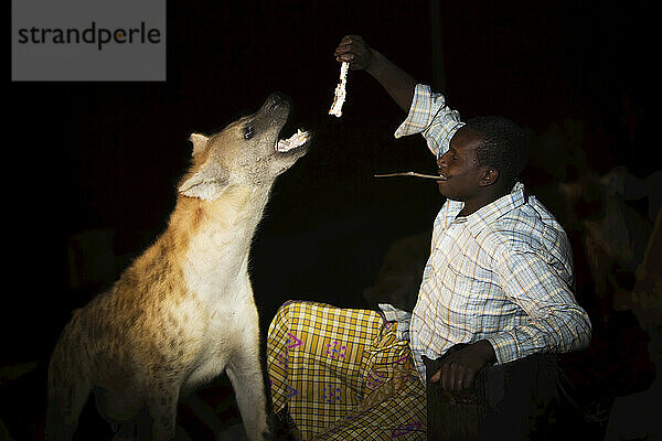 Hyänen werden nachts von Hand gefüttert  gleich außerhalb der alten Stadtmauern; Harar  Äthiopien
