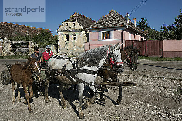 Pferd und Wagen mit Fohlen in einem ländlichen sächsischen Dorf  Siebenbürgen  Rumänien; Drauseni  Kreis Brasov  Rumänien
