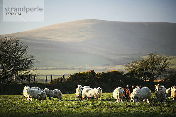 Schafe auf einem Feld in der Nähe des Dorfes Mynachlog-Ddu  im Hintergrund die Preseli-Berge; Pembrokeshire  Wales