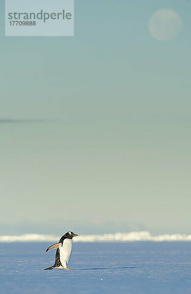 Eselspinguin (Pygoscelis papua) wandert bei Vollmond über das Eis in der Wilhelmina Bay; Antarktis