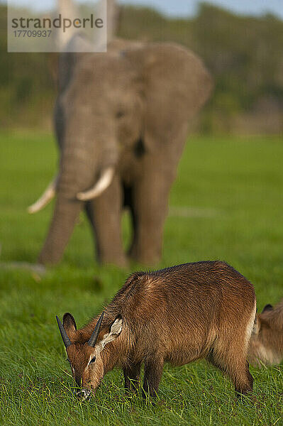 Wasserbock (Kobus Ellipsiprymnus) vor einem Elefanten  Ol Pejeta Conservancy; Kenia