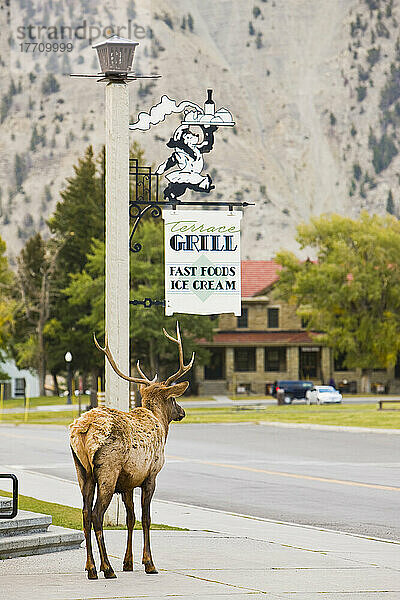 Blick von hinten auf einen jungen Elchbullen (Cervus canadensis)  der neben einem Restaurantschild auf dem Gehweg im Mammoth Hot Springs Historic District im Yellowstone National Park steht; Wyoming  Vereinigte Staaten von Amerika