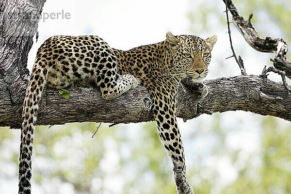 Leopard Okavango-Delta Botswana