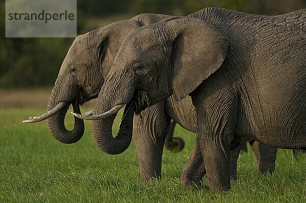 Elefanten beim Grasfressen  Ol Pejeta Conservancy; Kenia