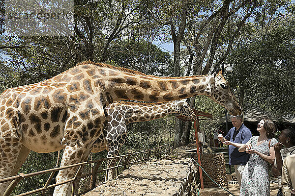 Touristen füttern die Giraffen im Giraffe Centre in Nairobi  Kenia  Afrika; Nairobi  Kenia