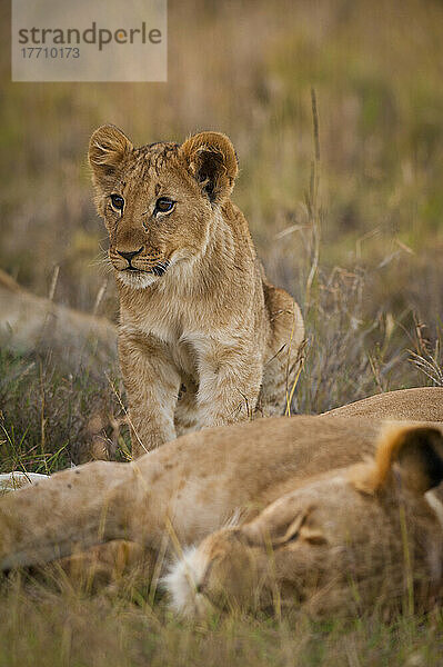 Löwenjunges neben einer schlafenden Löwin  Ol Pejeta Conservancy; Kenia