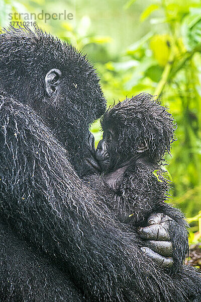 Porträt einer Familie des Östlichen Gorillas (Gorilla beringei)  Mutter mit Kleinkind  die sich im Dschungel gegenseitig anschauen; Ruanda  Afrika