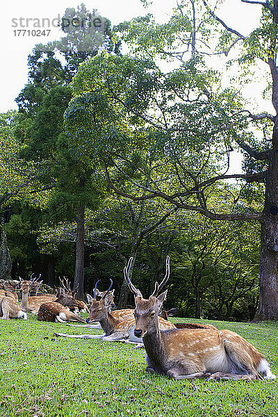Herde von Hirschen  die auf dem Gras in einem Stadtpark liegen; Japan