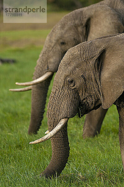 Elefanten fressen Gras  Ol Pejeta Conservancy; Kenia