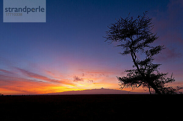 Silhouette des Akazienbaums vor dem Berg Kenia in der Morgendämmerung  Ol Pejeta Conservancy; Kenia