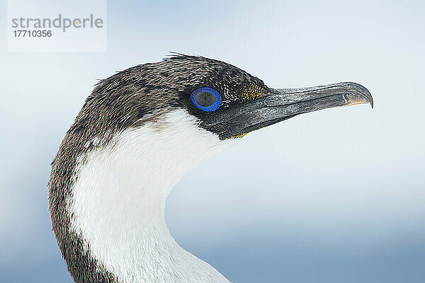 Nahaufnahme einer Blauaugenscharbe (Phalacrocorax atriceps); Trinity Island  Antarktis