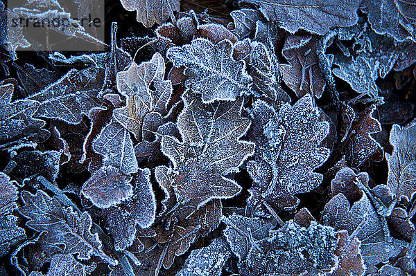 Mit Frost bedeckte Blätter  Resipol  Halbinsel Ardnamurchan; Highlands  Schottland