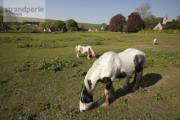 Ponys in der typischen englischen Hügellandschaft; Kingston Deverill  Wiltshire  England