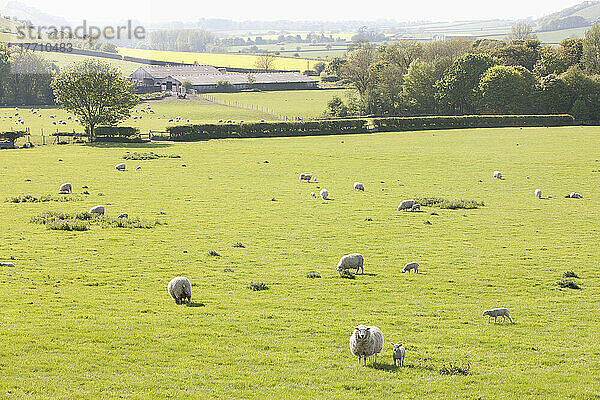 Schafe grasen auf einem Feld; Kingston Deverill  West Wiltshire  England
