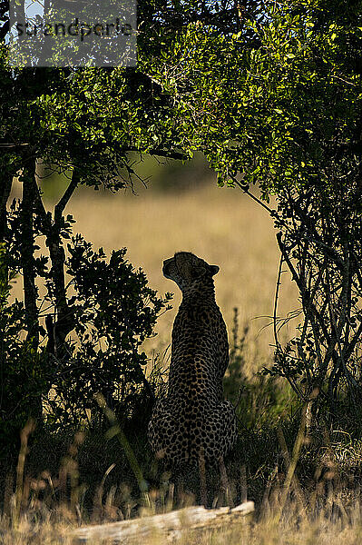 Silhouette von Gepard im Busch  Ol Pejeta Conservancy; Kenia