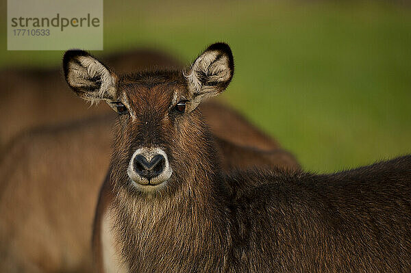 Wasserbock (Kobus Ellipsiprymnus)  Ol Pejeta Conservancy; Kenia