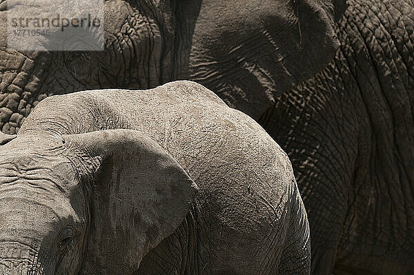 Detail eines jungen Elefanten vor einem großen alten Elefanten  Ol Pejeta Conservancy; Kenia