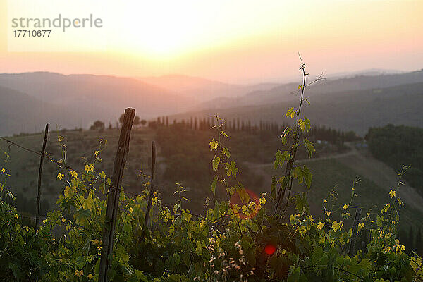 Sonnenuntergang und Reben und Toskana Landschaft  am Rande der 'radda in Chianti'  eine schöne kleine Stadt und eine berühmte Region bekannt für seine Chianti-Wein  in der Toskana. Italien. Juni.