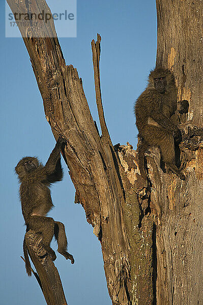 Pavianbabys beim Spielen im toten Baum  Ol Pejeta Conservancy; Kenia