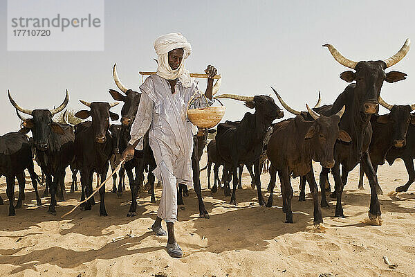 Niger  Peul Bororo oder Woodabe-Hirte beim Tendering seines Viehs. Tiguidit Steilhang; Sahara-Wüste