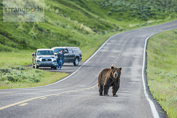 Autos halten an  um einen Grizzlybären zu beobachten  der die Straße überquert; Yellowstone National Park  Wyoming  Vereinigte Staaten von Amerika