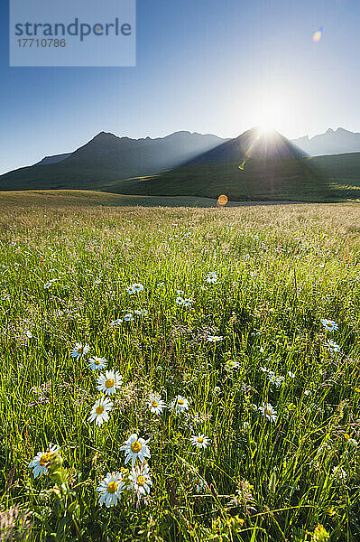 Morgendämmerung über Wiese mit Blumen mit der Sonne  die hinter den Hügeln der Black Cuillin aufsteigt; Isle of Skye  Schottland