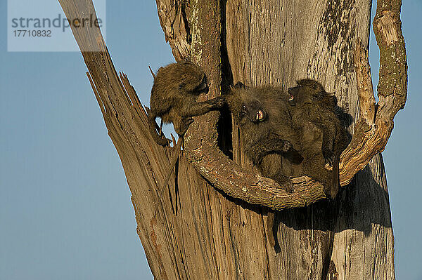 Pavianbabys beim Spielen im toten Baum  Ol Pejeta Conservancy; Kenia