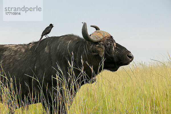 Ein Vogel sitzt auf einem im Gras stehenden Büffel; Murchison Falls National Park  Uganda