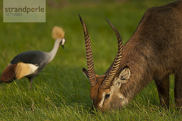 Wasserbock (Kobus Ellipsiprymnus) und Graukronenkranich (Balearica Regulorum)  Ol Pejeta Conservancy; Kenia