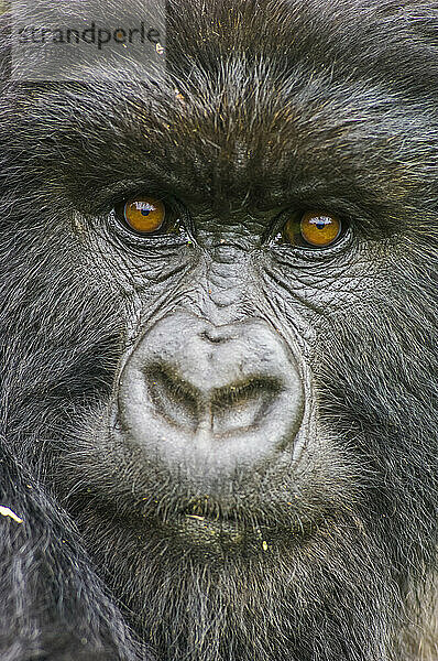 Porträt eines Berggorillas  Gorilla beringei beringei  ein Mitglied der Amahoro-Gruppe.