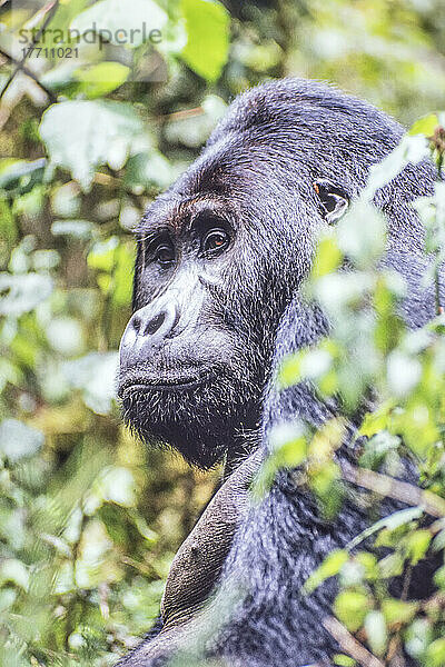 Nahaufnahme eines männlichen Östlichen Gorillas (Gorilla beringei) durch die Blätter im Dschungel; Ruanda  Afrika